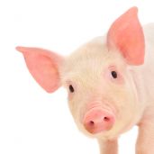 little pig xs_19943247.jpg