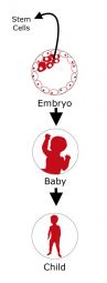 Embryonic Progression Vertical 3.jpg