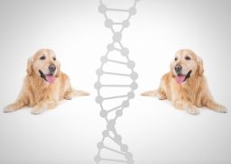 cloned dog_112820360 cropped.jpeg